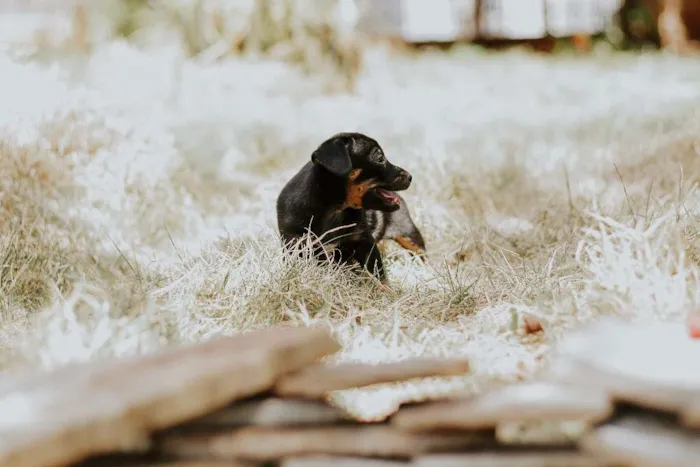Cachorro ra a SRD idade 2 a 6 meses nome Sem nome