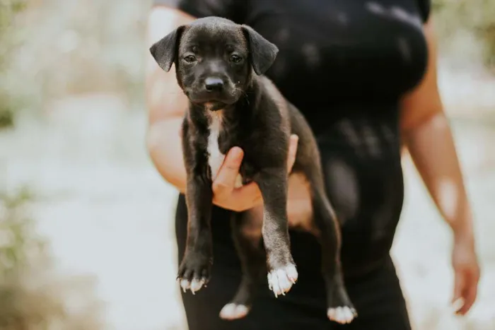 Cachorro ra a SRD idade 2 a 6 meses nome Sem nome