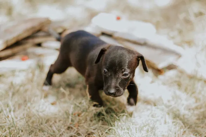 Cachorro ra a SRD idade 2 a 6 meses nome Sem nome