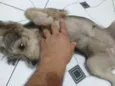 Tuca