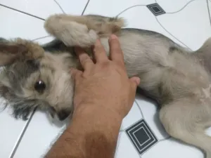 Cachorro raça Indefinido idade 2 a 6 meses nome Tuca