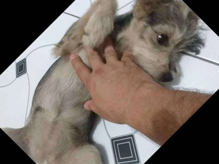 Cachorro raça Indefinido idade 2 a 6 meses nome Tuca