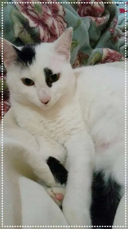 Gato ra a srd idade 2 a 6 meses nome maria e relampago