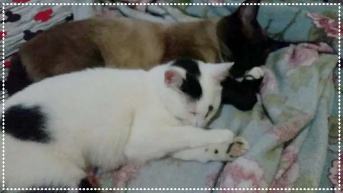 Gato ra a srd idade 2 a 6 meses nome maria e relampago
