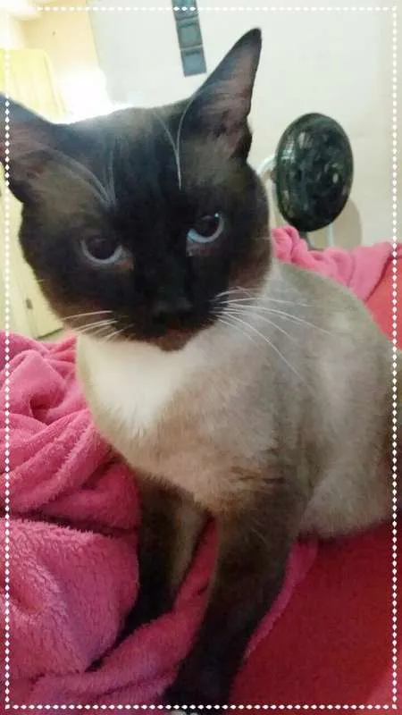 Gato ra a srd idade 2 a 6 meses nome maria e relampago