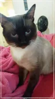 maria e relampago