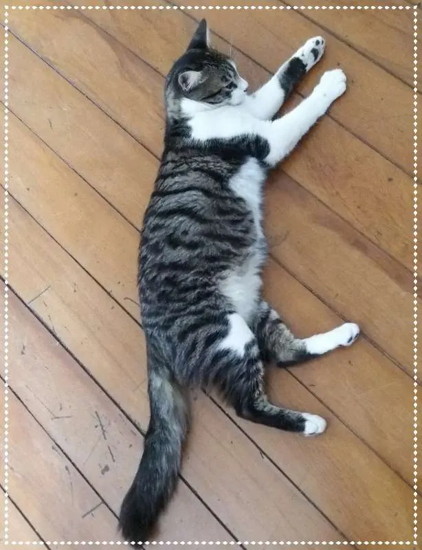 Gato ra a srd idade 2 a 6 meses nome Little Chivas