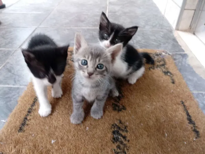 Gato ra a Indefinido idade Abaixo de 2 meses nome Nao tem