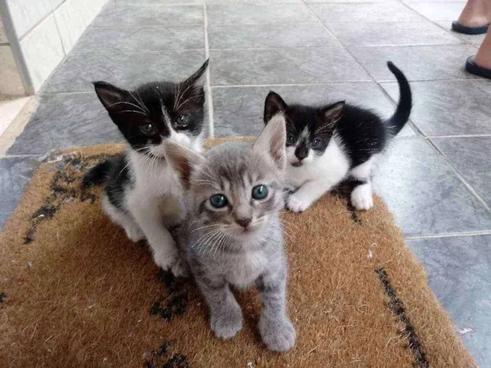 Gato ra a Indefinido idade Abaixo de 2 meses nome Nao tem