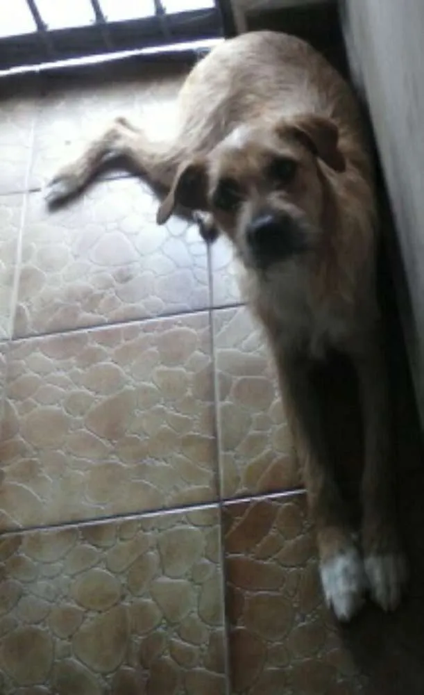Cachorro ra a SRD vira lata idade 2 anos nome Pandora