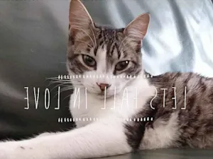 Gato raça srd idade 2 a 6 meses nome Little Chivas