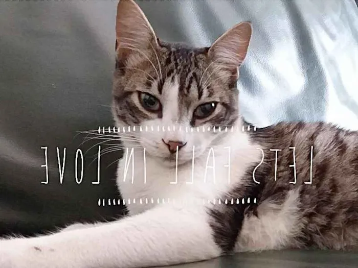 Gato ra a srd idade 2 a 6 meses nome Little Chivas