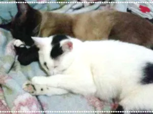 Gato raça srd idade 2 a 6 meses nome maria e relampago