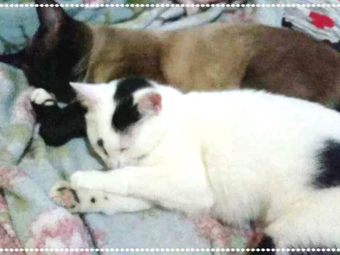 Gato ra a srd idade 2 a 6 meses nome maria e relampago