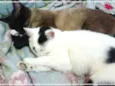 maria e relampago