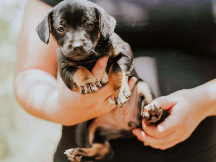 Cachorro ra a SRD idade 2 a 6 meses nome Sem nome