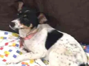 Cachorro raça Srd idade  nome Não tinha identifica