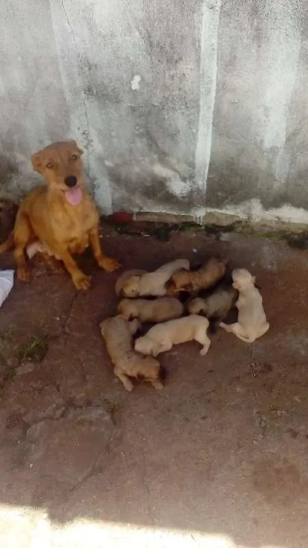 Cachorro ra a sem raça definida idade Abaixo de 2 meses nome FILHOTES