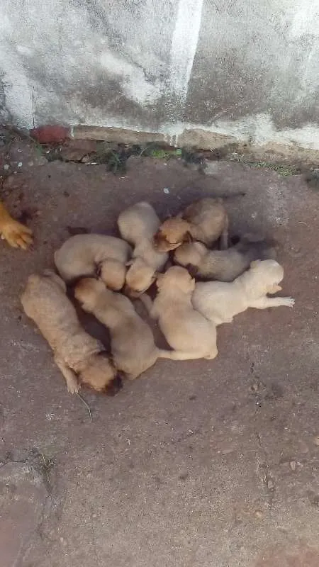 Cachorro ra a sem raça definida idade Abaixo de 2 meses nome FILHOTES