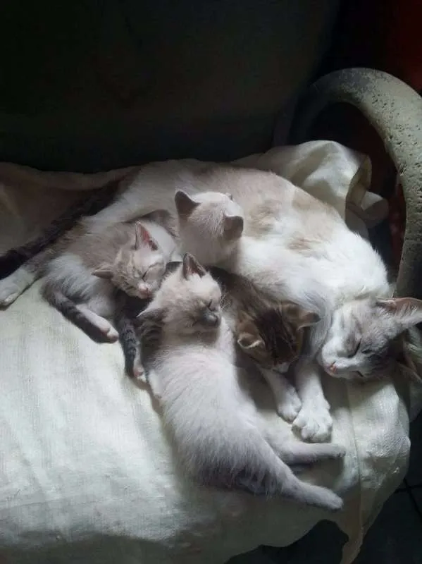 Gato ra a  idade 2 a 6 meses nome ESCOLHE ESSE!