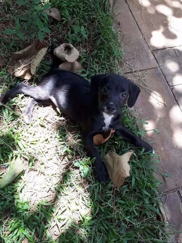 Cachorro ra a mestiça poodle idade 2 a 6 meses nome Maria Flor