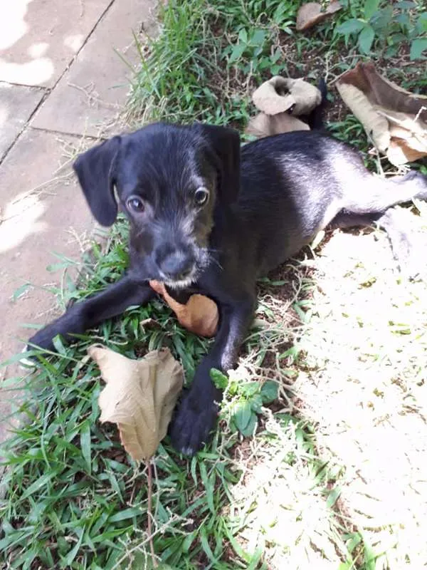 Cachorro ra a mestiça poodle idade 2 a 6 meses nome Maria Flor