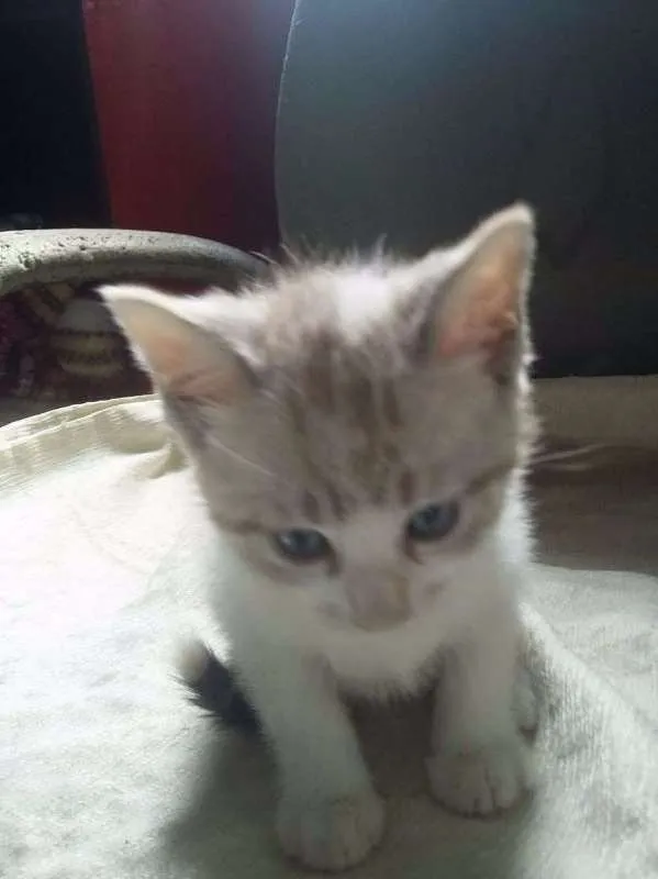 Gato ra a  idade 2 a 6 meses nome ESCOLHE ESSA
