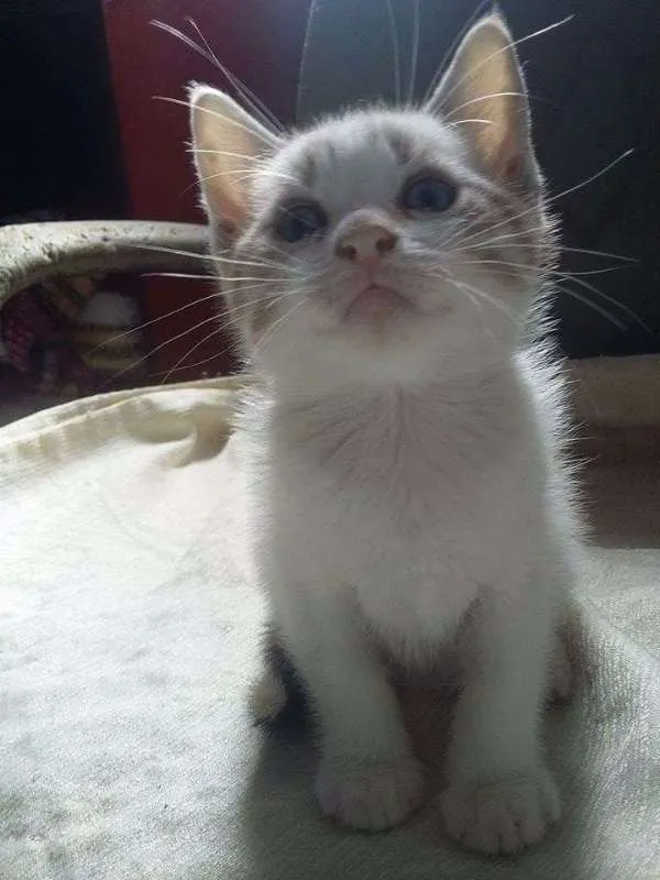Gato ra a  idade 2 a 6 meses nome ESCOLHE ESSA
