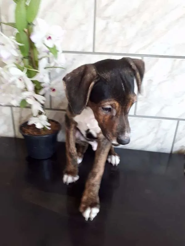 Cachorro ra a srd idade 2 a 6 meses nome Pedrinho