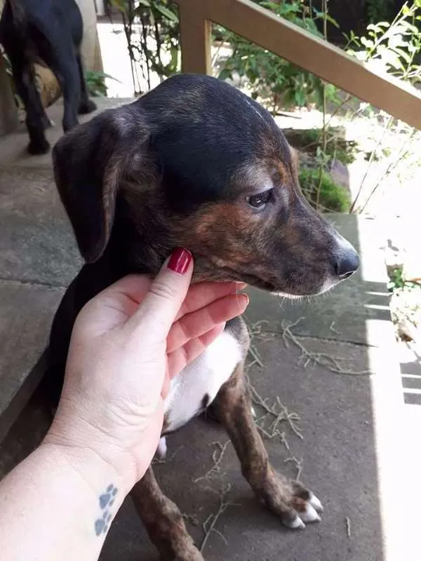 Cachorro ra a srd idade 2 a 6 meses nome Pedrinho