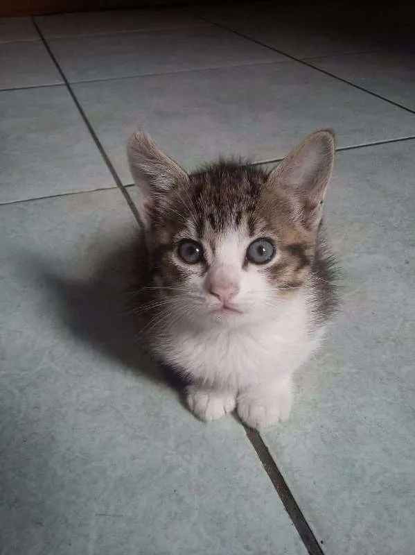 Gato ra a  idade 2 a 6 meses nome ESCOLHE ESSA