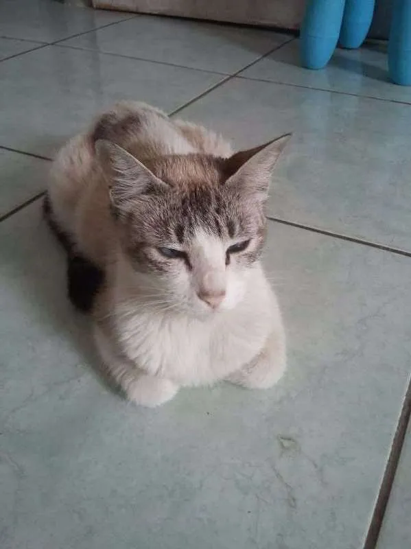 Gato ra a  idade 2 a 6 meses nome ESCOLHE ESSA