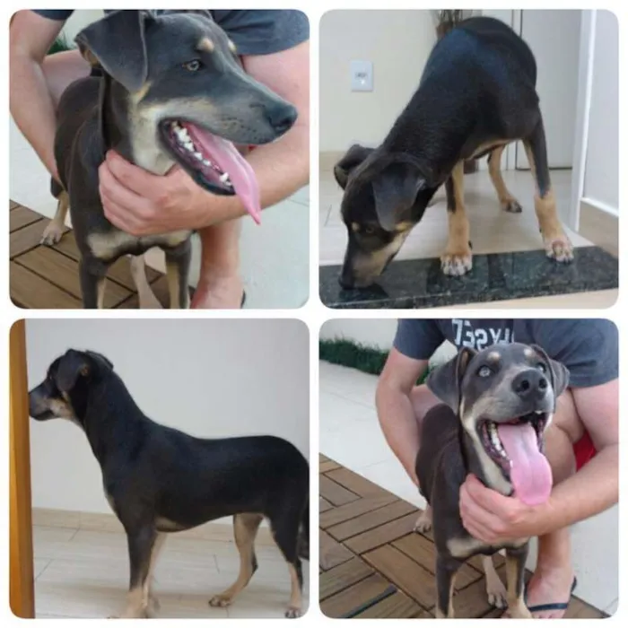 Cachorro ra a Não definida idade 2 a 6 meses nome Não possui