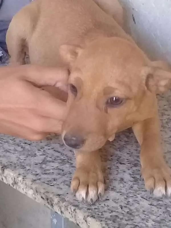 Cachorro raça Pinscher,puldo,labrador idade 1 ano nome Felicia 