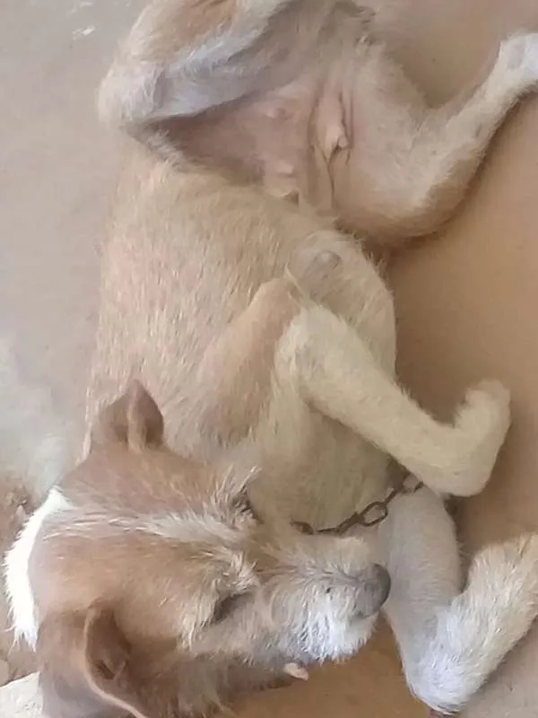 Cachorro raça Pinscher,puldo,labrador idade 1 ano nome Felicia 