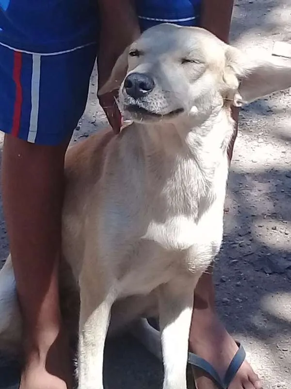 Cachorro raça Pinscher,puldo,labrador idade 1 ano nome Felicia 