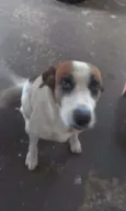 Lulu