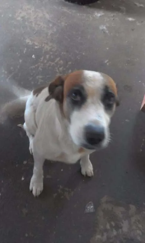 Cachorro ra a Virá lata idade 6 ou mais anos nome Lulu