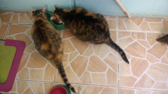 Gato ra a Indefinida idade 6 ou mais anos nome Marieta