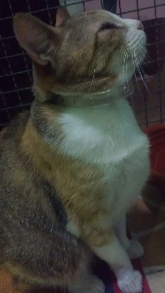 Gato ra a Indefinida idade 6 ou mais anos nome Maria