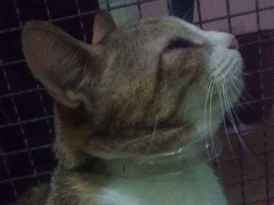 Gato ra a Indefinida idade 6 ou mais anos nome Maria