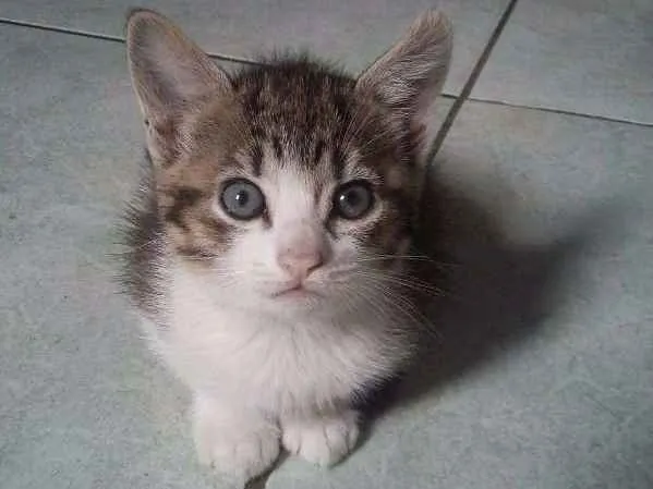 Gato ra a  idade 2 a 6 meses nome ESCOLHE ESSA