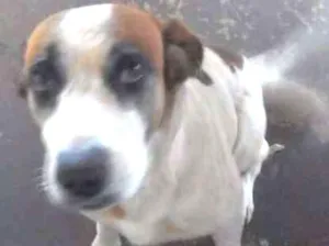 Cachorro raça Virá lata idade 6 ou mais anos nome Lulu