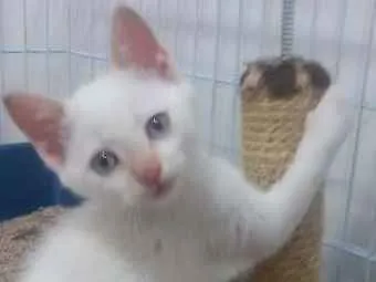Gato ra a SRD idade 2 a 6 meses nome Aquaman