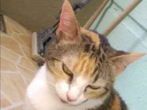 Gato raça Indefinida idade 6 ou mais anos nome Marieta
