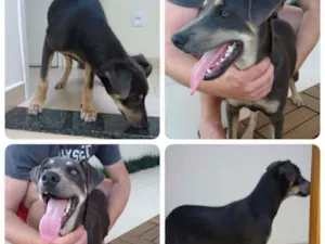 Cachorro raça Não definida idade 2 a 6 meses nome Não possui
