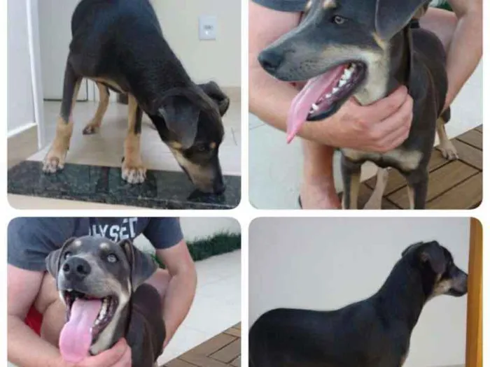 Cachorro ra a Não definida idade 2 a 6 meses nome Não possui