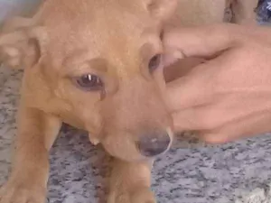Cachorro raça Pinscher,puldo,labrador idade 1 ano nome Felicia 