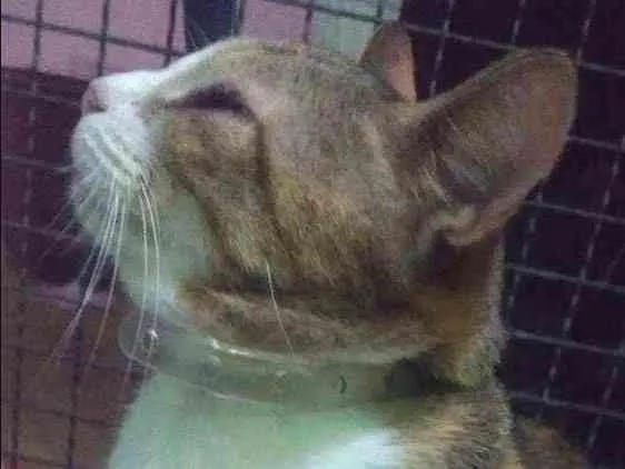 Gato ra a Indefinida idade 6 ou mais anos nome Maria