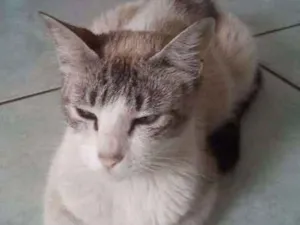 Gato raça  idade 2 a 6 meses nome ESCOLHE ESSA